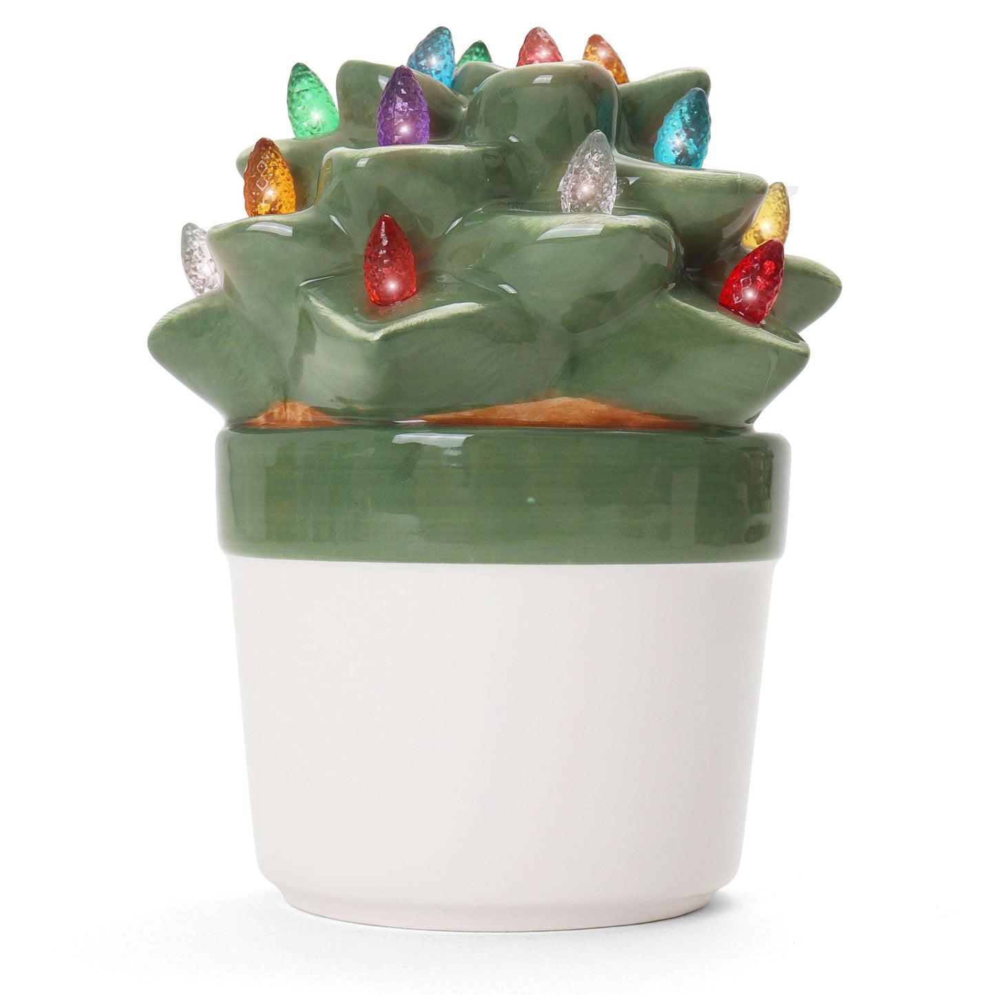 Echeveria Succulent with Multicolored Lights