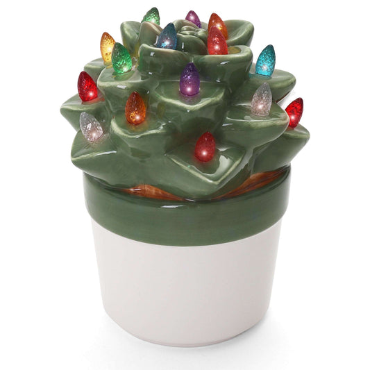 Echeveria Succulent with Multicolored Lights