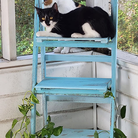 Milltown Merchants Ladder Bookshelf - Turquoise