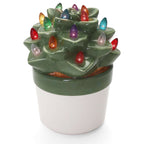 Echeveria Succulent with Multicolored Lights