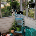 45.5" Turquoise 4-Tier Ladder Shelf