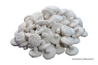 Frag Plugs - Textured Reef Plugs for Frag Rock Station - 20 Plugs